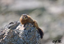 Marmota flaviventris